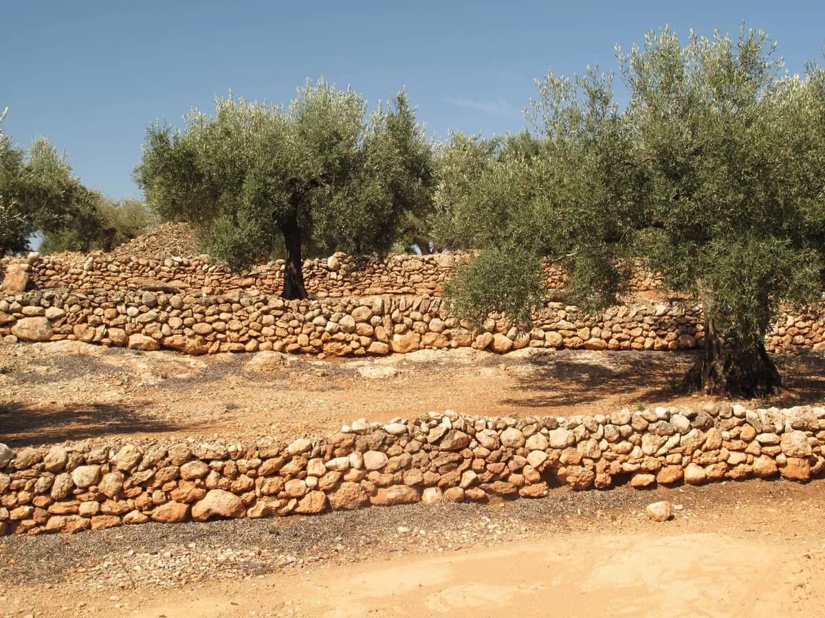Olive farm House